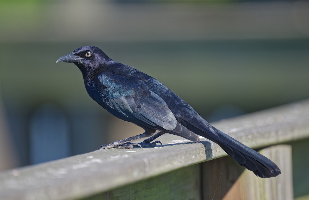 Boat-tailed Grackle - ML643524964