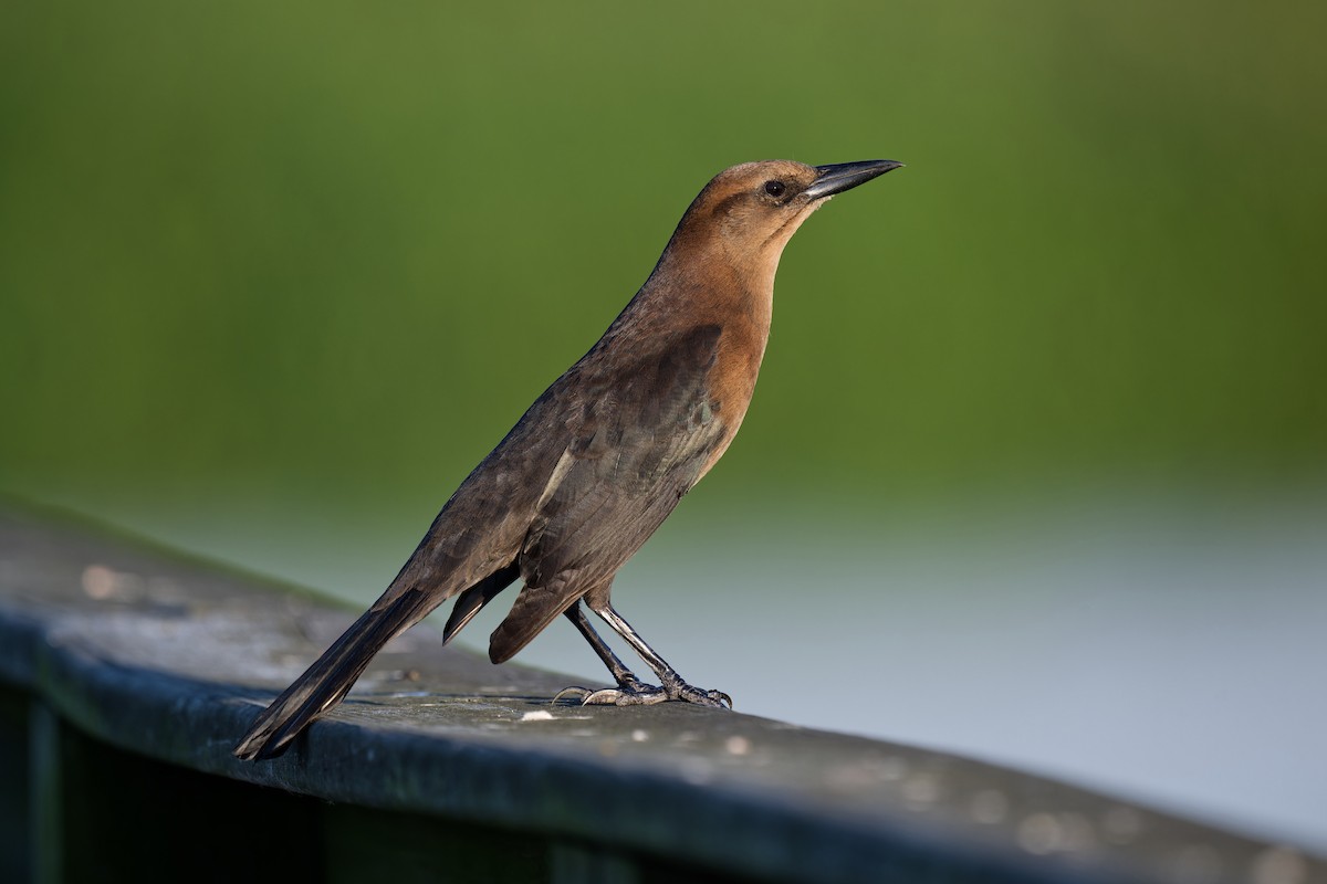 Boat-tailed Grackle - ML643524965