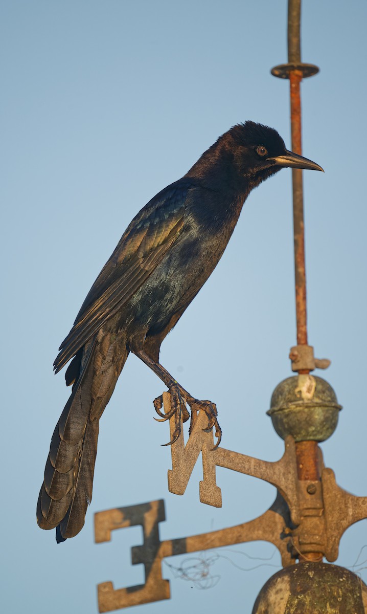 Boat-tailed Grackle - ML643524966