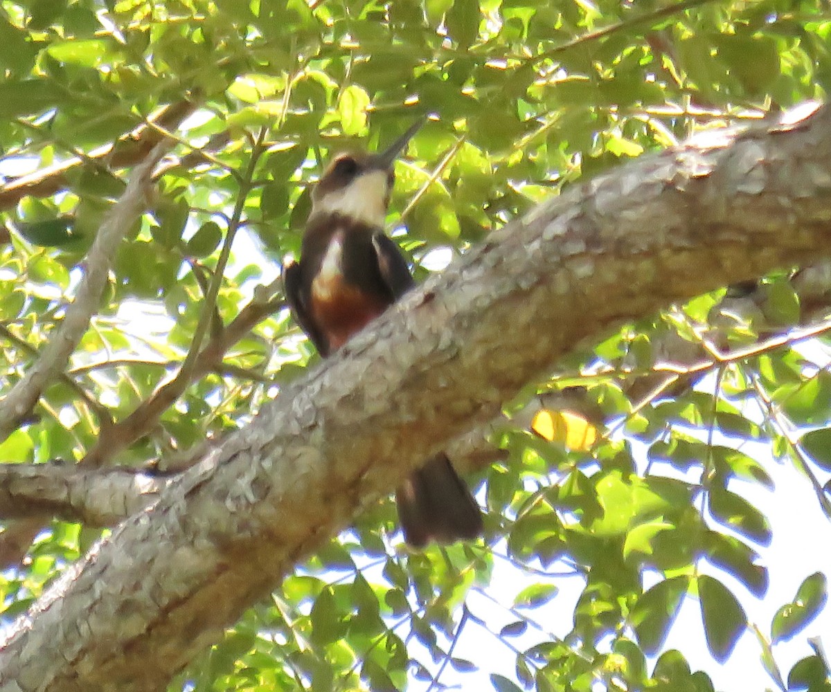 Pale-headed Jacamar - ML643524975
