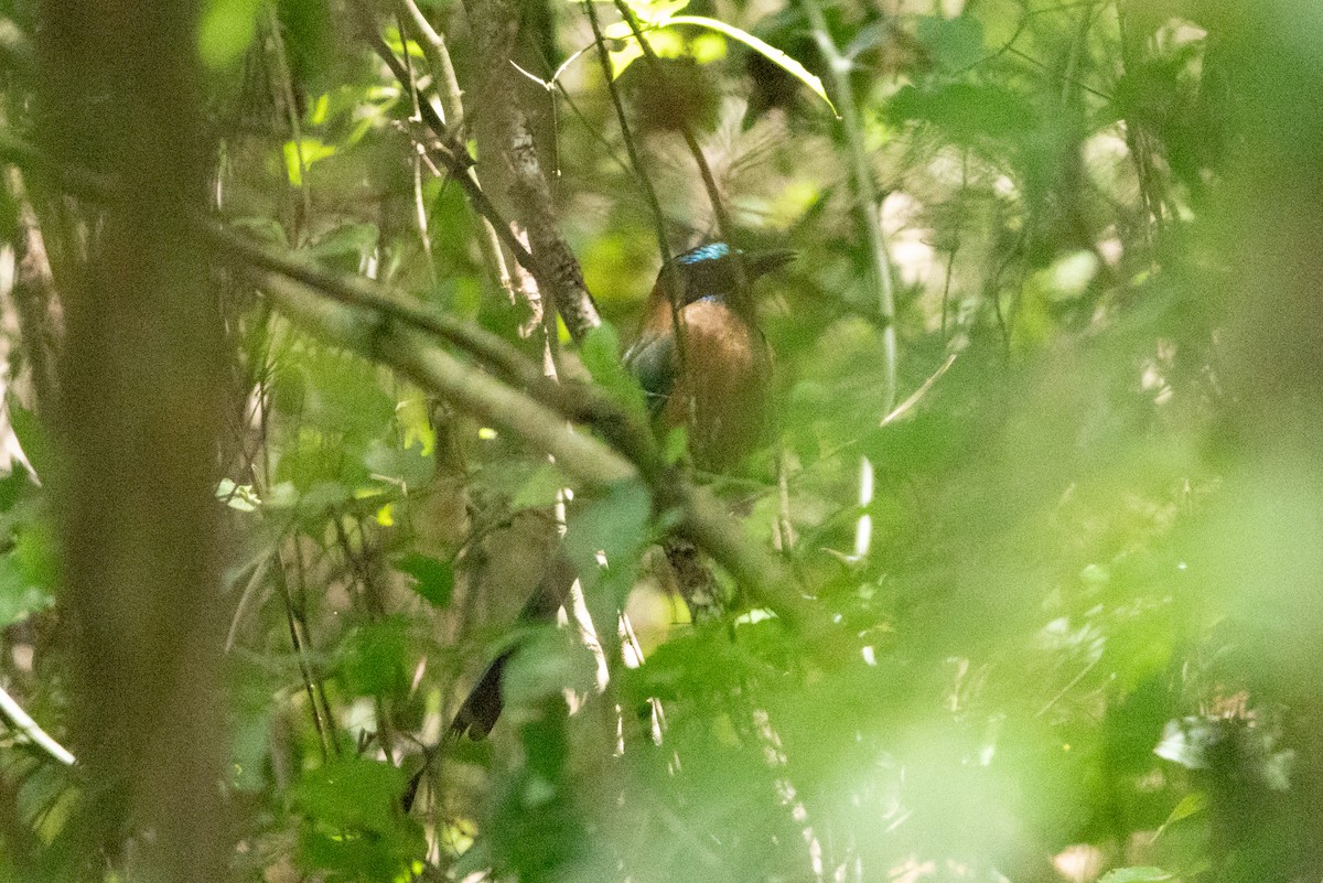 Motmot caraïbe - ML643524976