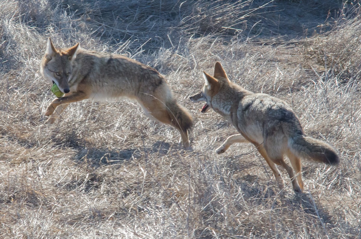 Coyote - ML643524997