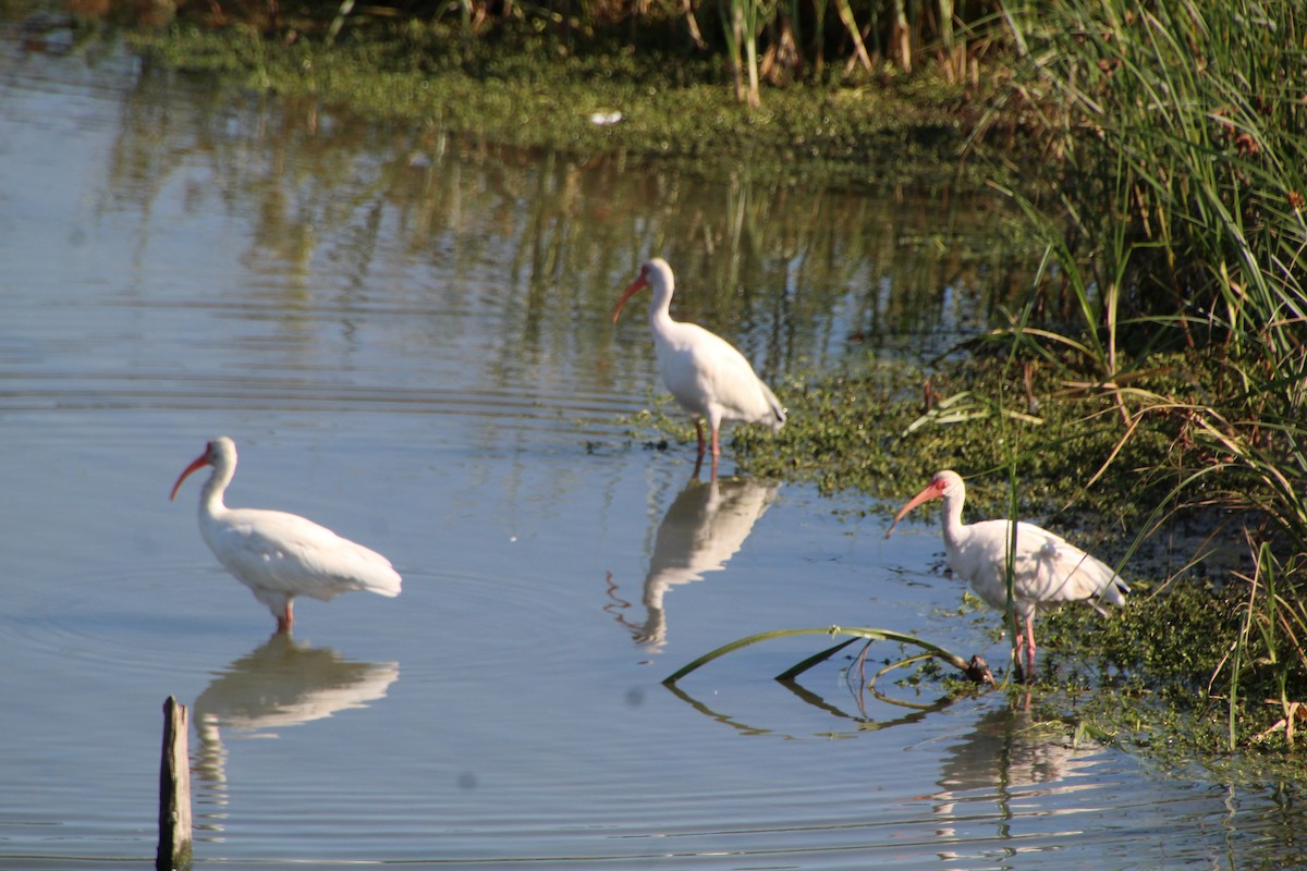 White Ibis - ML643524999