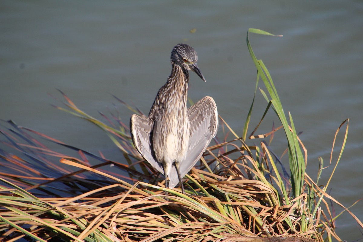 Yellow-crowned Night Heron - ML643525025