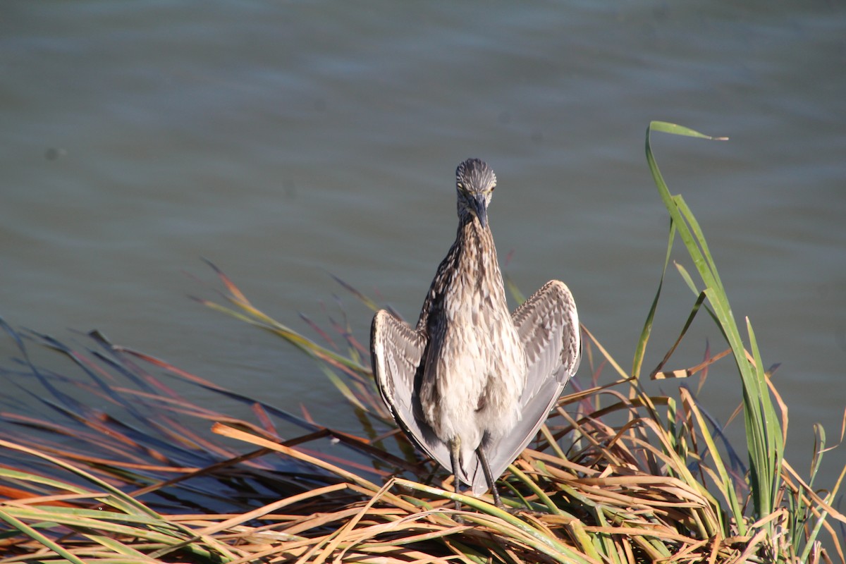 Yellow-crowned Night Heron - ML643525026