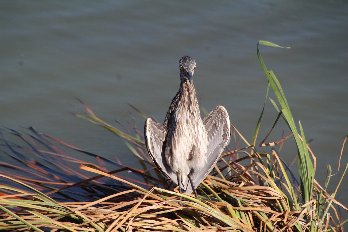 Yellow-crowned Night Heron - ML643525027