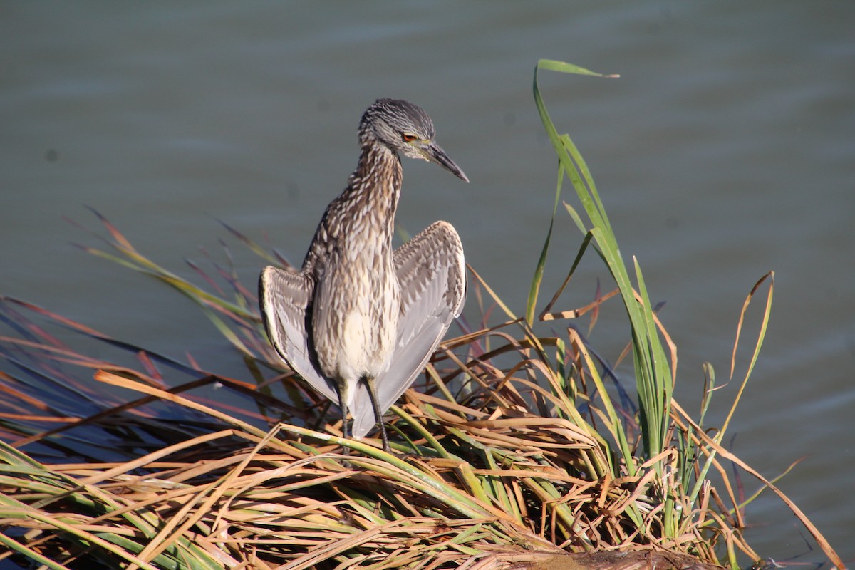 Yellow-crowned Night Heron - ML643525028