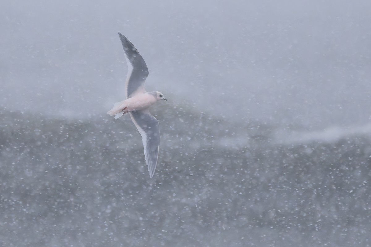 Pembe Martı - ML643525031