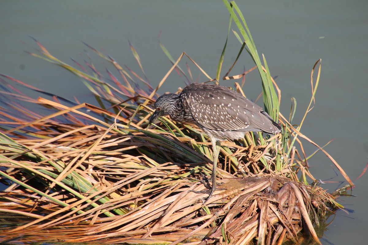 Yellow-crowned Night Heron - ML643525050