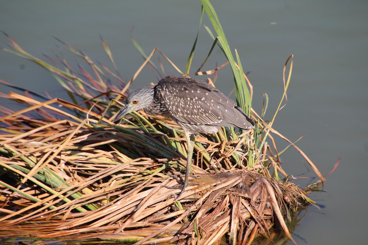 Yellow-crowned Night Heron - ML643525051