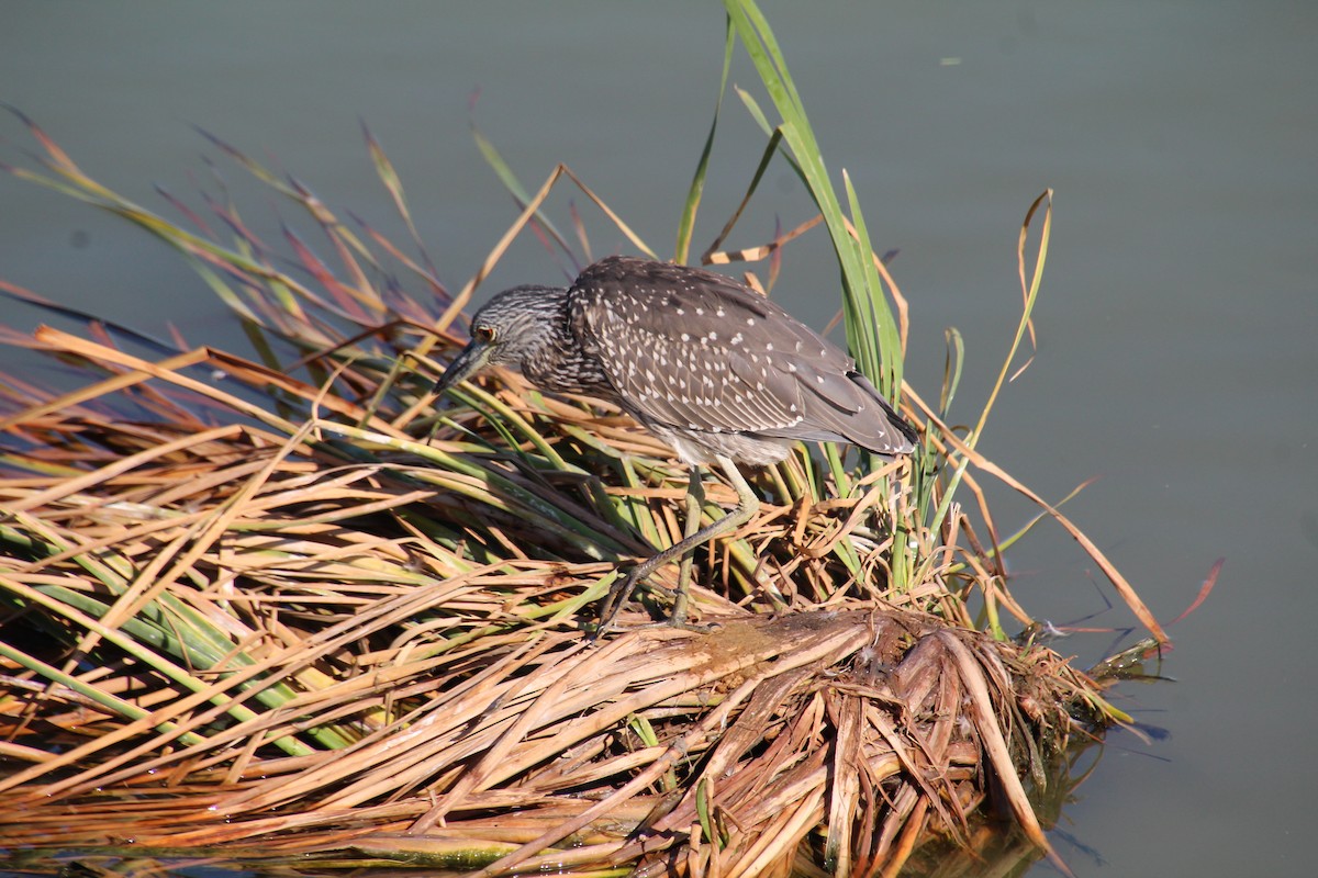 Yellow-crowned Night Heron - ML643525052