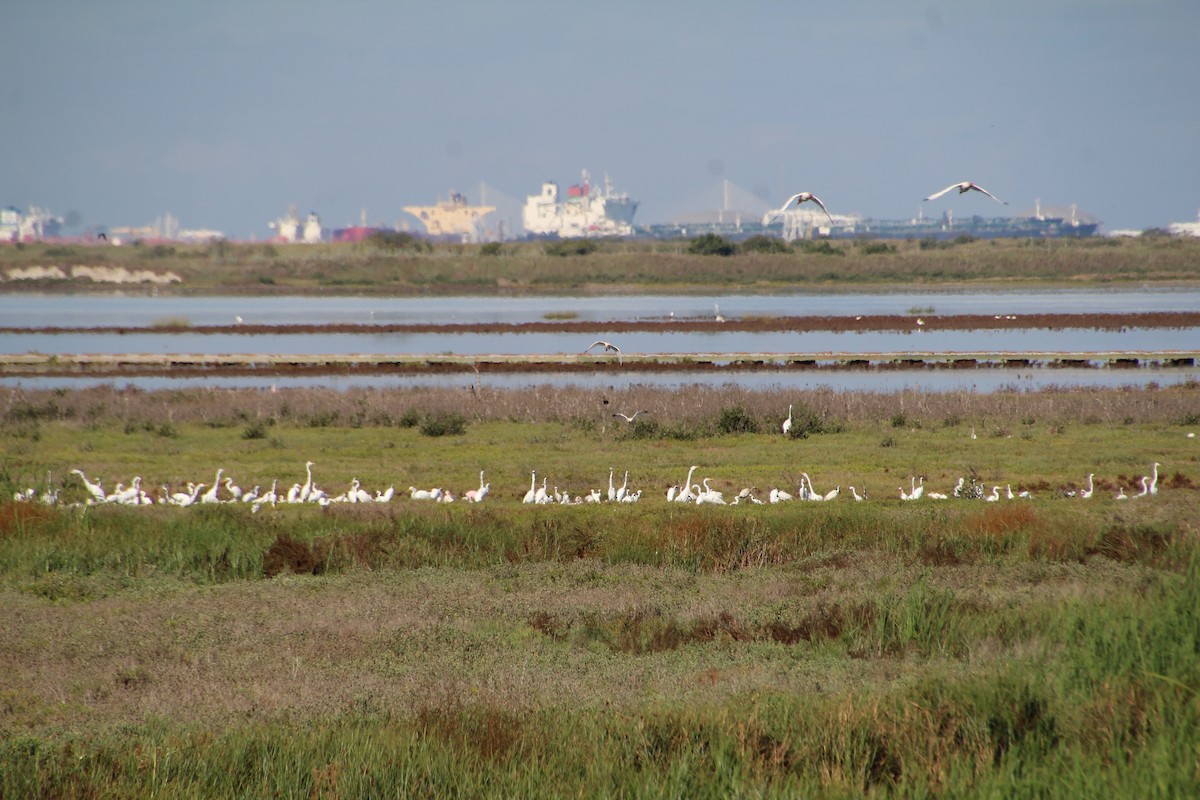 Great Egret (American) - ML643525056