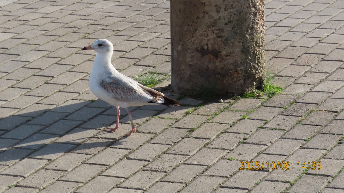 gull sp. - ML643525092