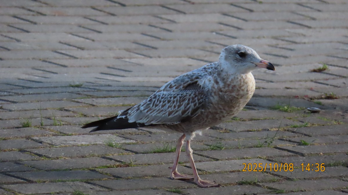 gull sp. - ML643525093