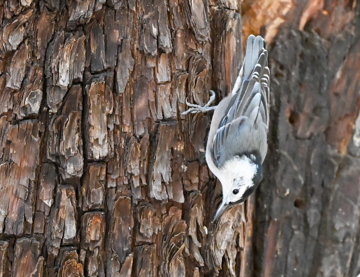 White-breasted Nuthatch - ML643525103