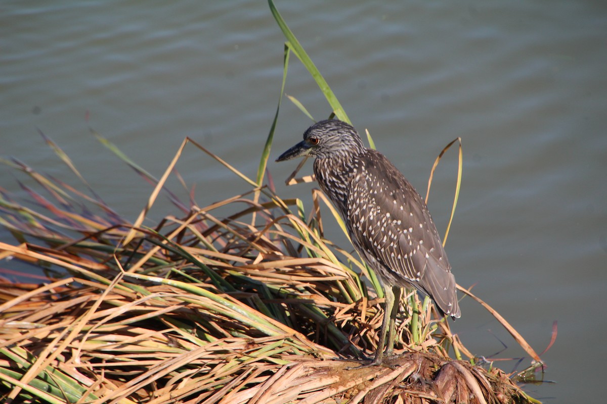Yellow-crowned Night Heron - ML643525110
