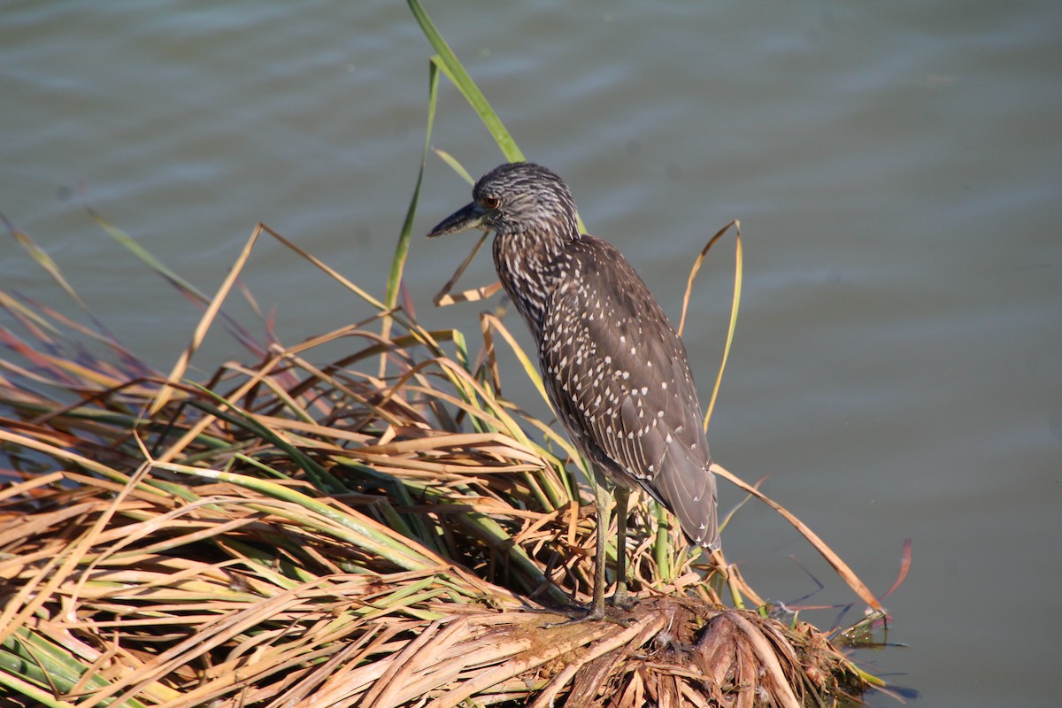 Yellow-crowned Night Heron - ML643525111