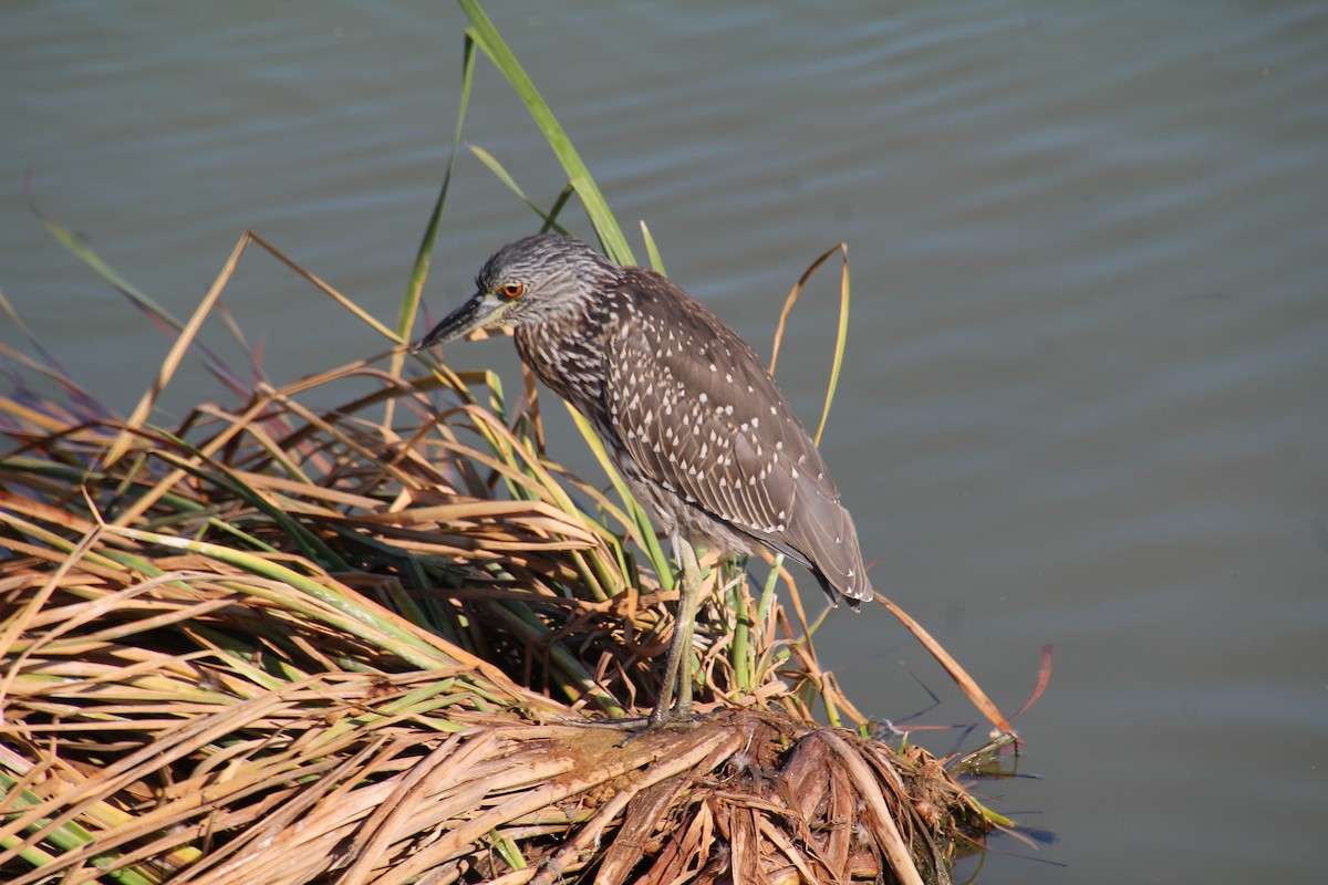 Yellow-crowned Night Heron - ML643525112