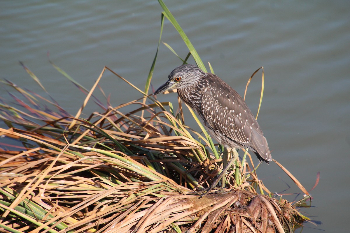 Yellow-crowned Night Heron - ML643525113