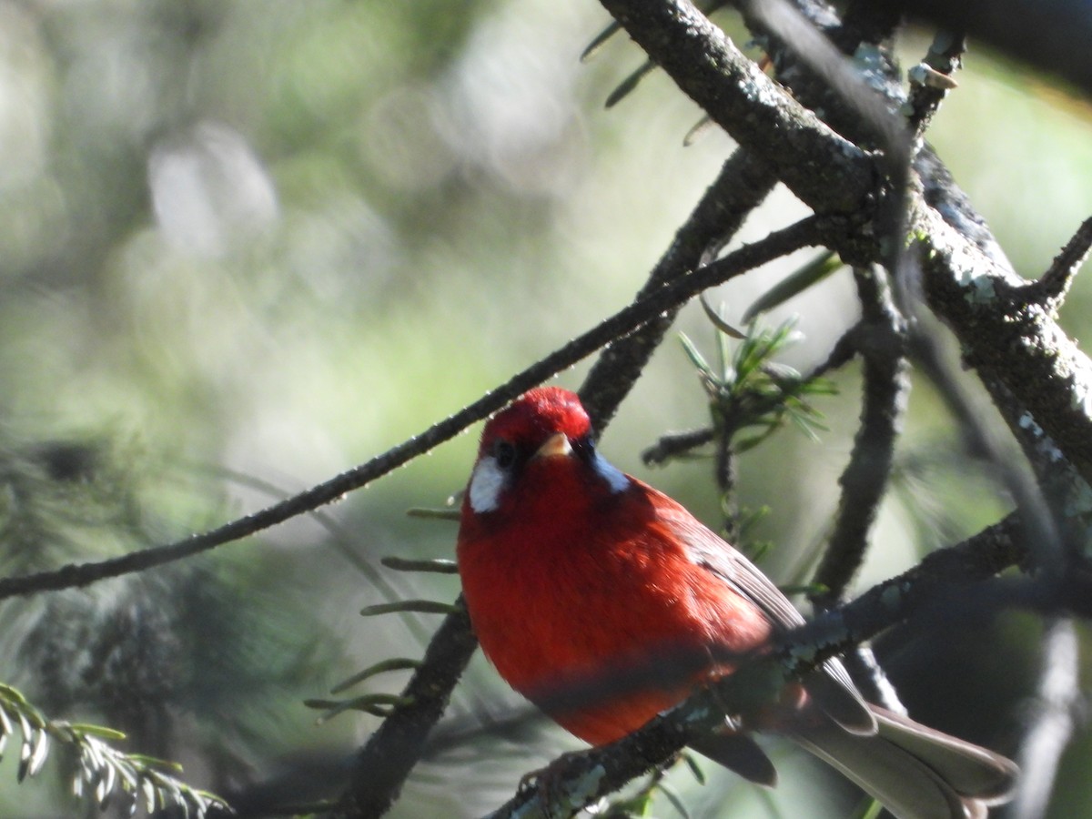 Red Warbler - ML643525114
