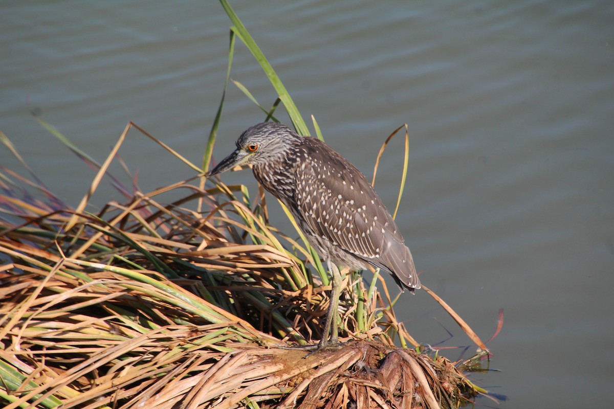 Yellow-crowned Night Heron - ML643525115