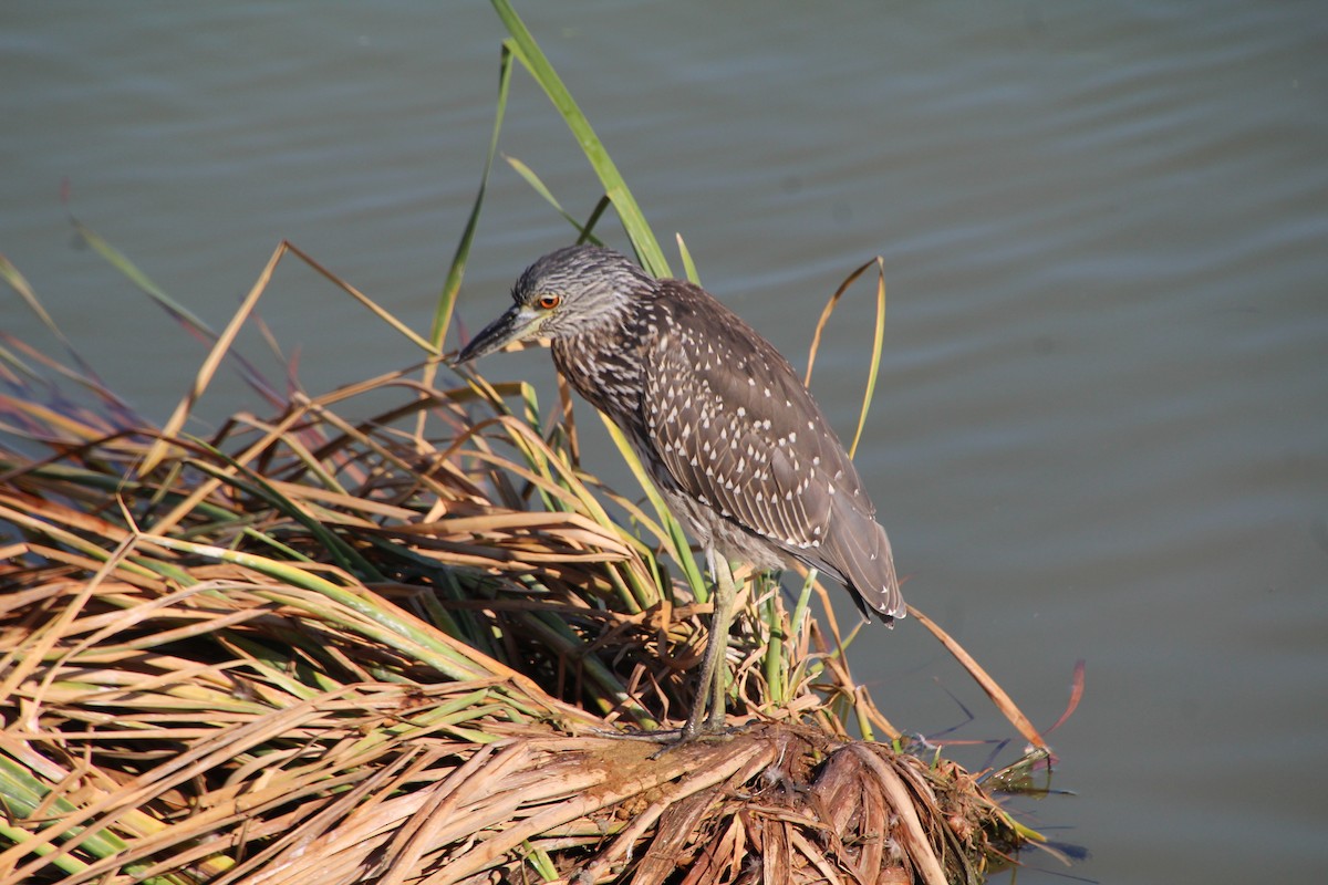 Yellow-crowned Night Heron - ML643525116