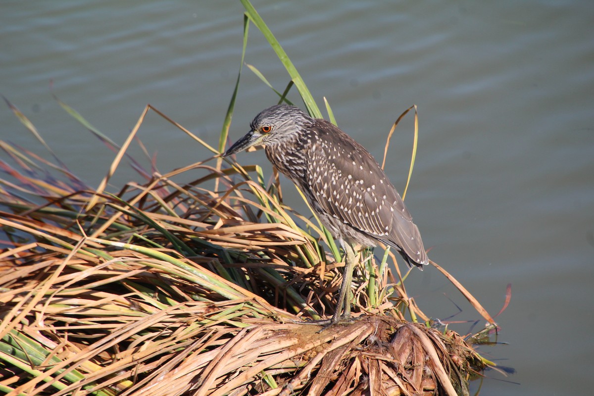 Yellow-crowned Night Heron - ML643525117