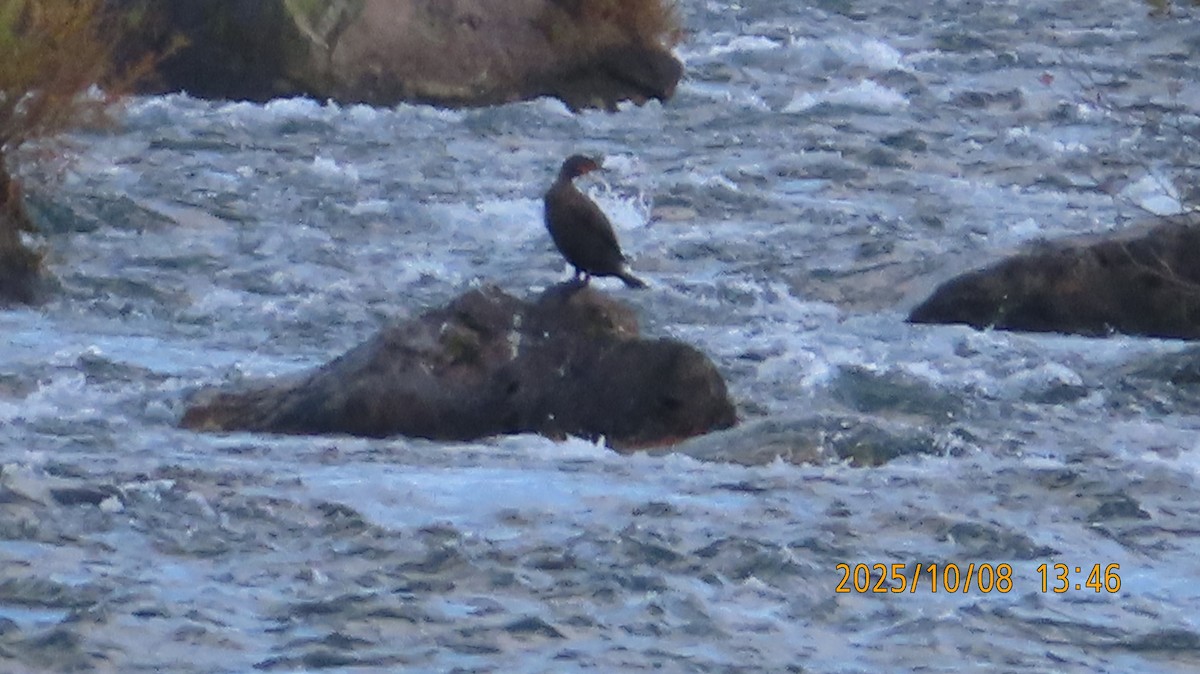 Double-crested Cormorant - ML643525121