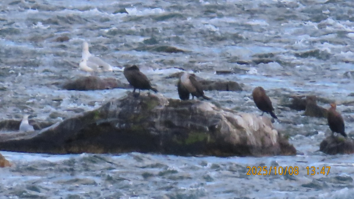 Double-crested Cormorant - ML643525122