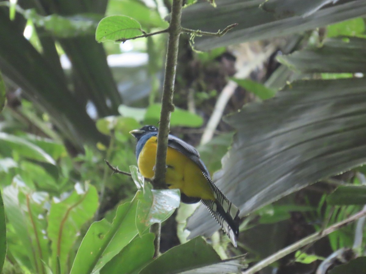 Gartered Trogon - ML643525128