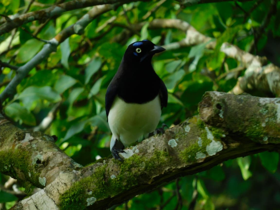 Black-chested Jay - ML643525141