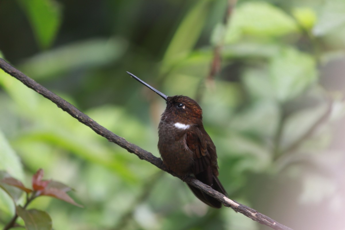 Brown Inca - ML643525147