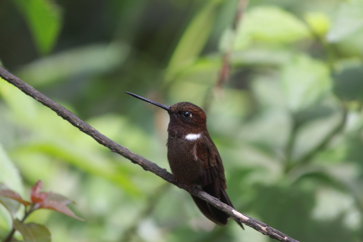 Brown Inca - ML643525148