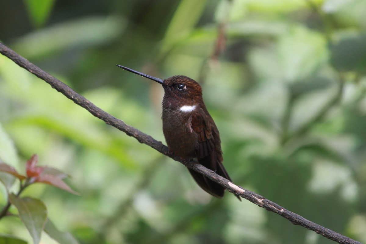 Brown Inca - ML643525149