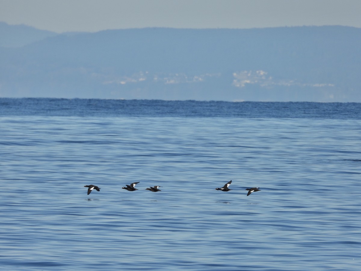 White-winged Scoter - ML643525154