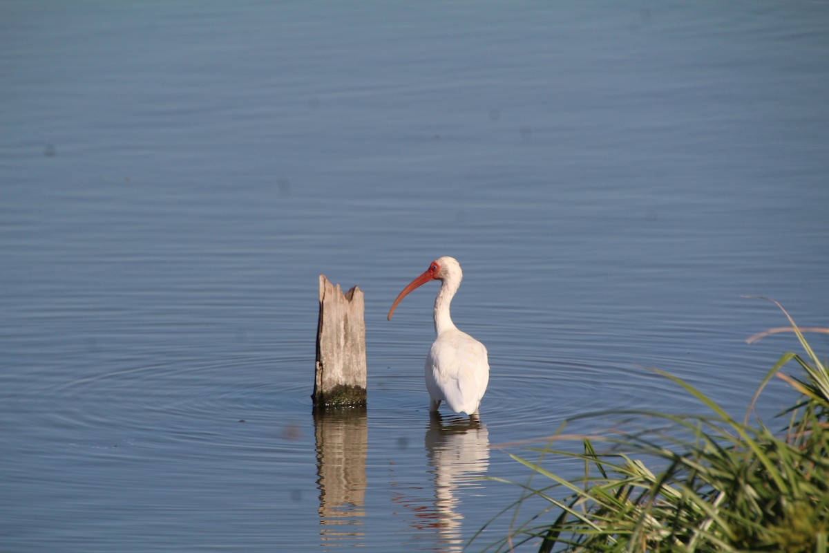 White Ibis - ML643525159