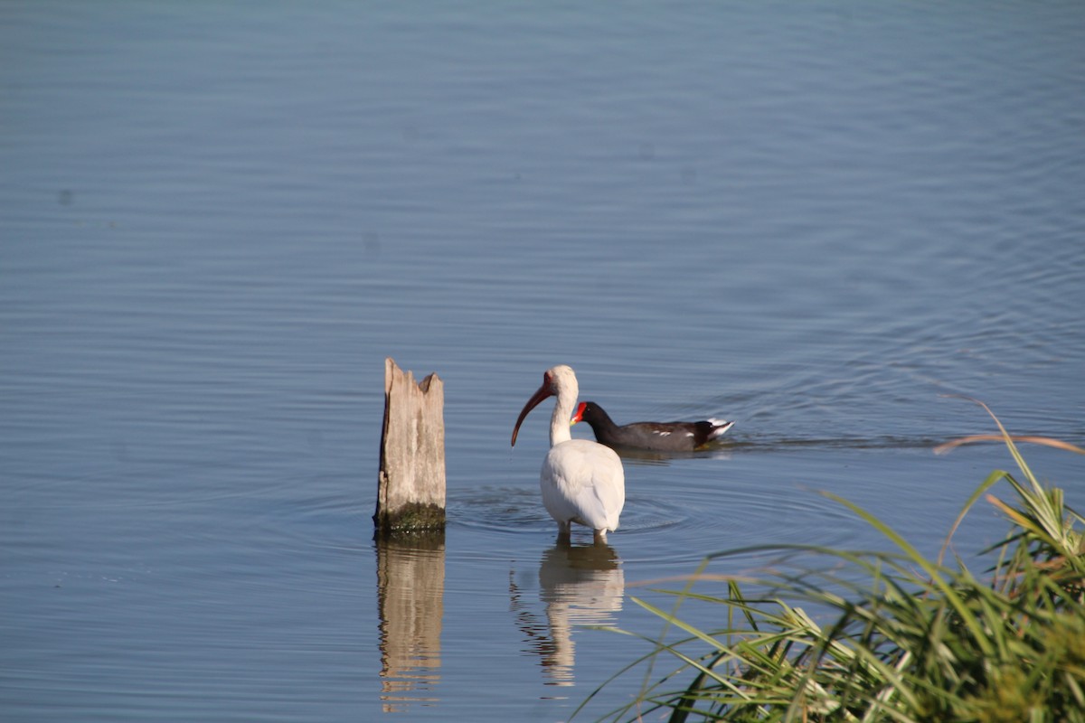 White Ibis - ML643525160