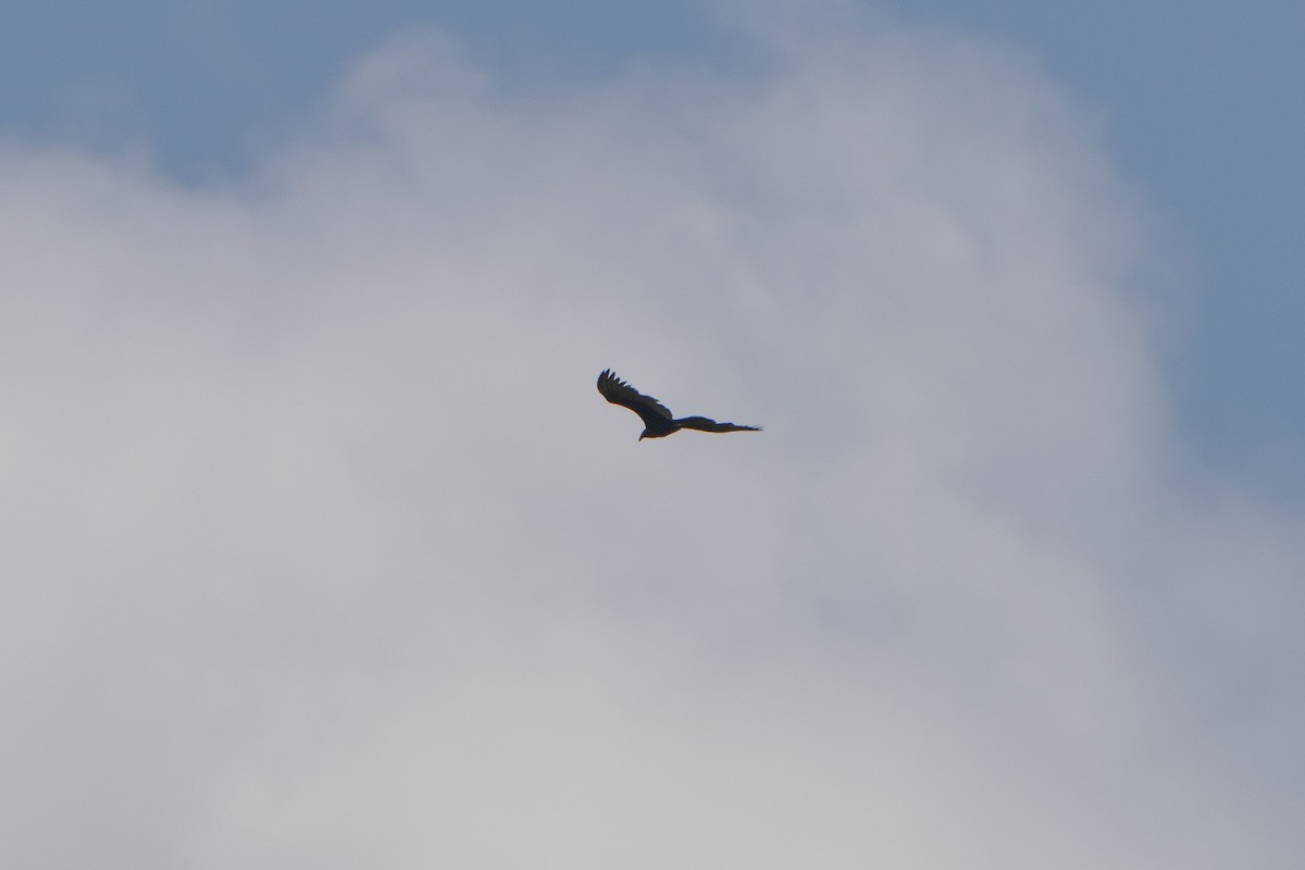 Turkey Vulture - ML643525162