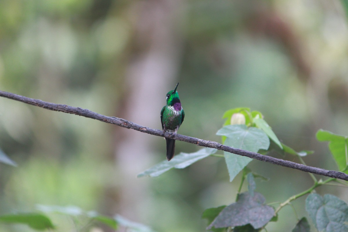 Purple-bibbed Whitetip - ML643525174