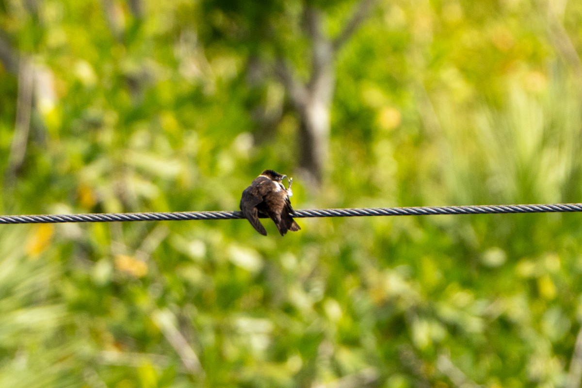 Purple Martin - ML643525180