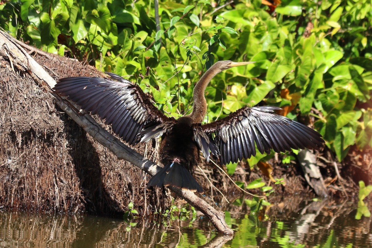 Anhinga - ML643525186