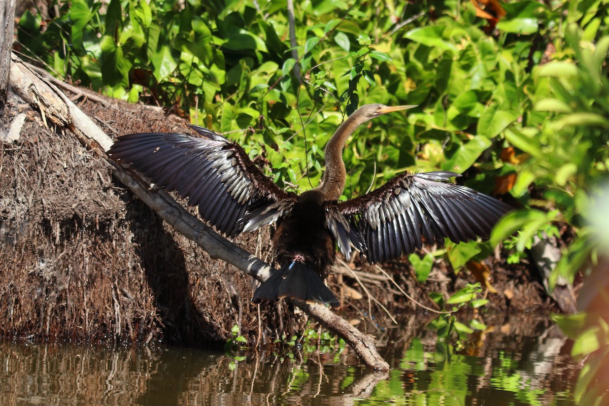 Anhinga - ML643525187