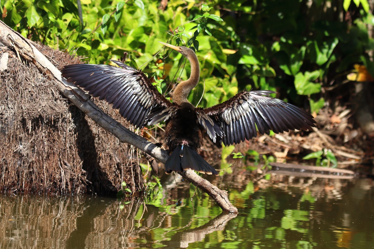 Anhinga - ML643525189