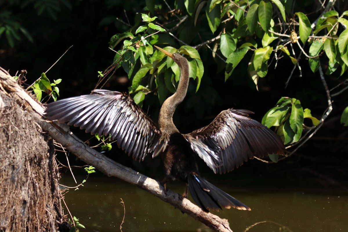 Anhinga - ML643525190