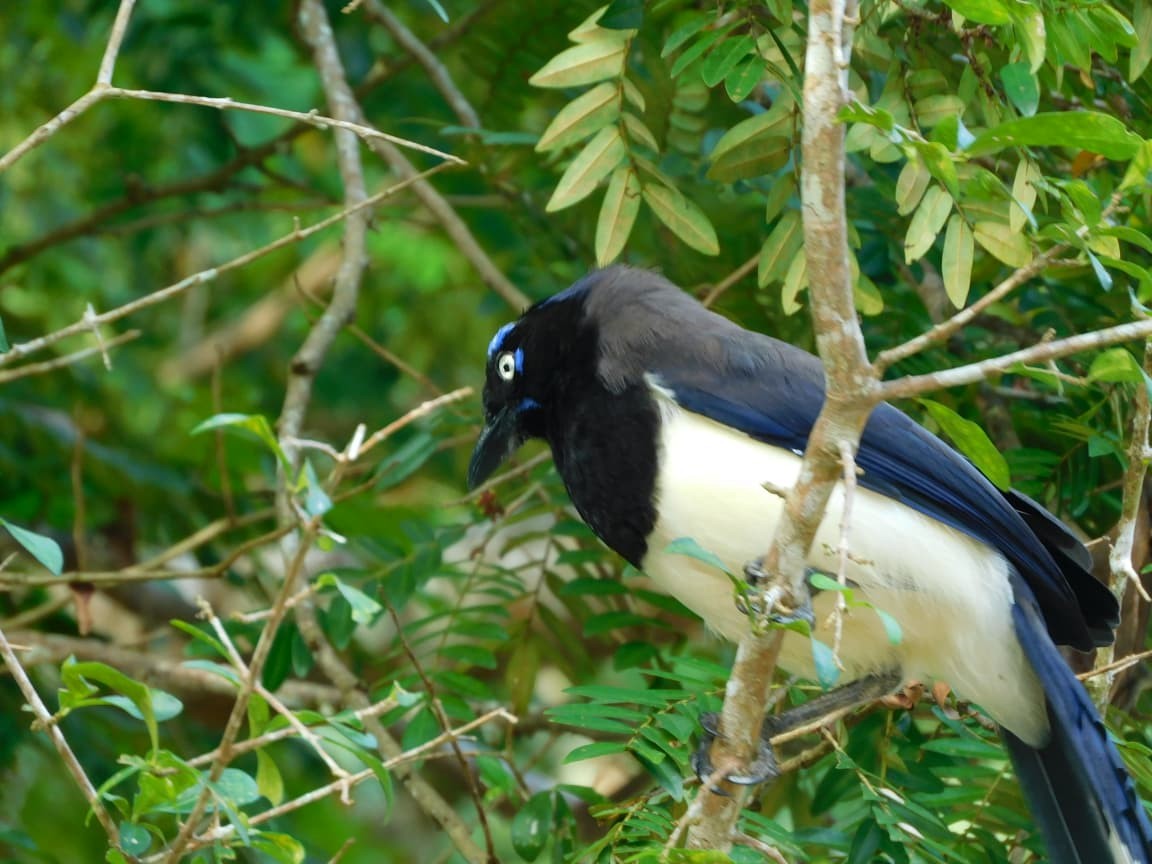 Black-chested Jay - ML643525192