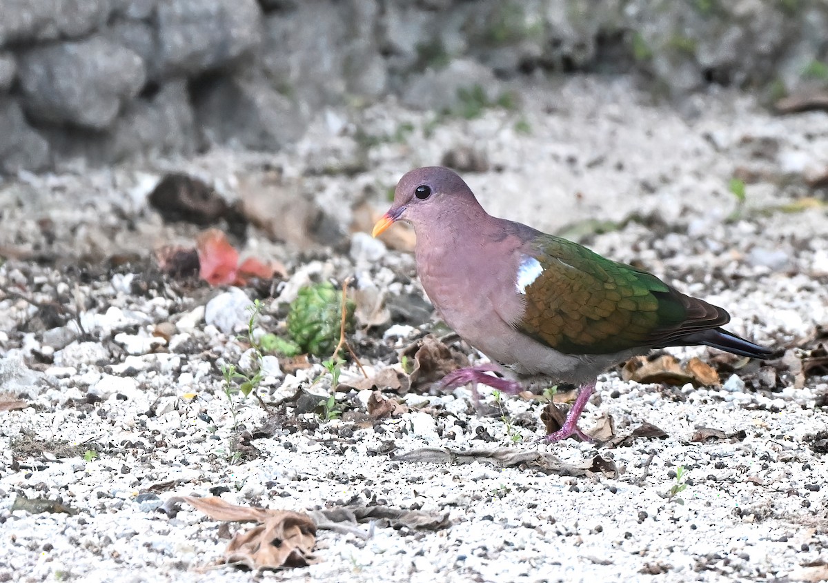 タイヘイヨウキンバト - ML643525203