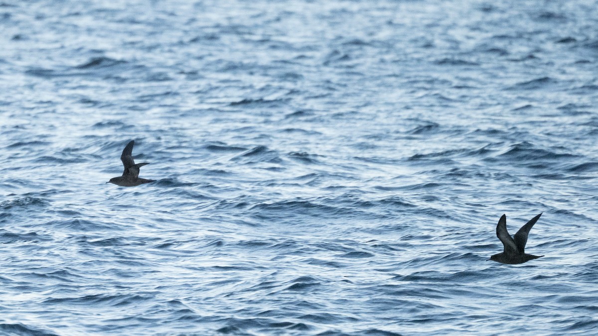 buřňák tenkozobý - ML643525237