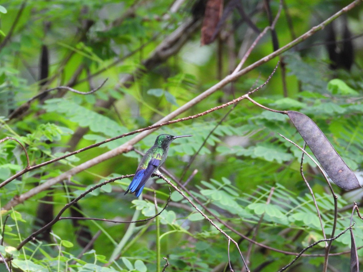 Blue-vented Hummingbird - ML643525244
