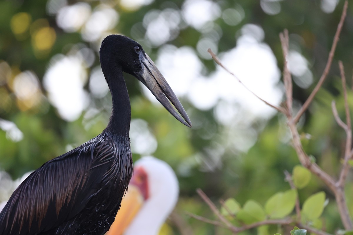African Openbill - ML643525266