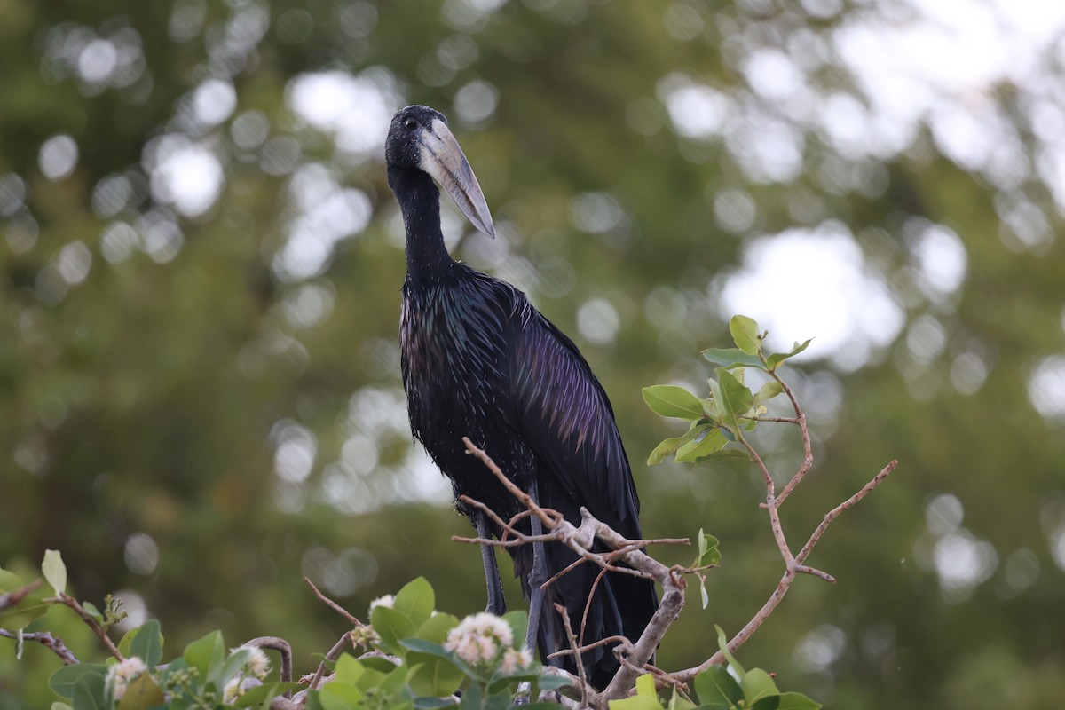 African Openbill - ML643525280